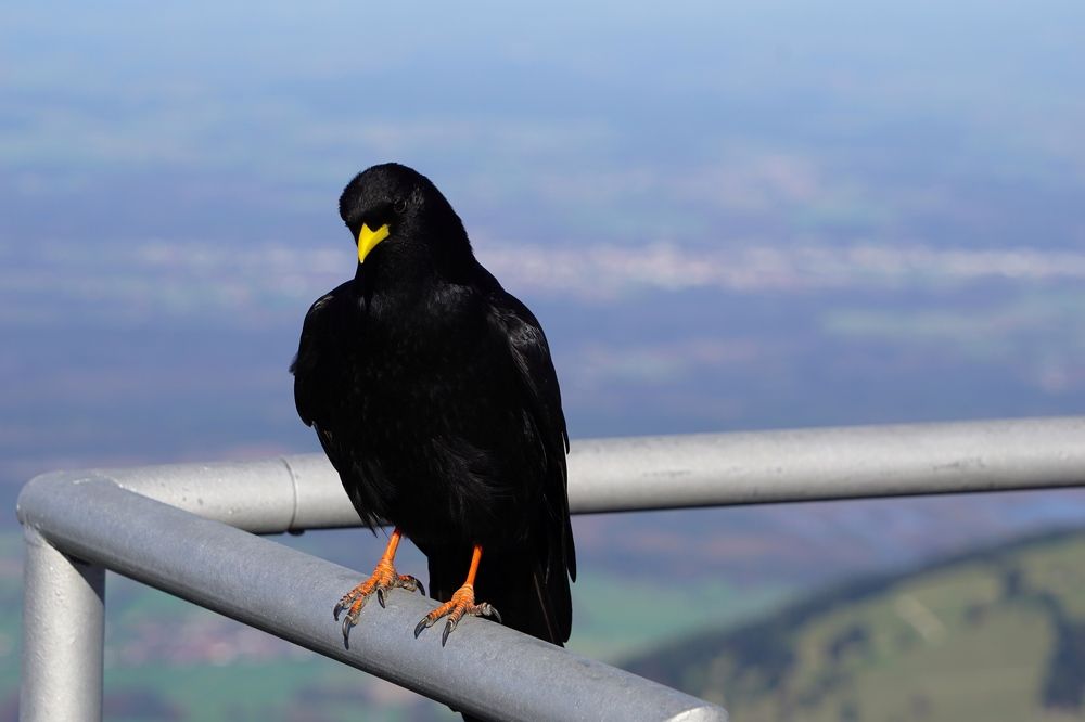 Фотография автора Liudmila Kiermeier