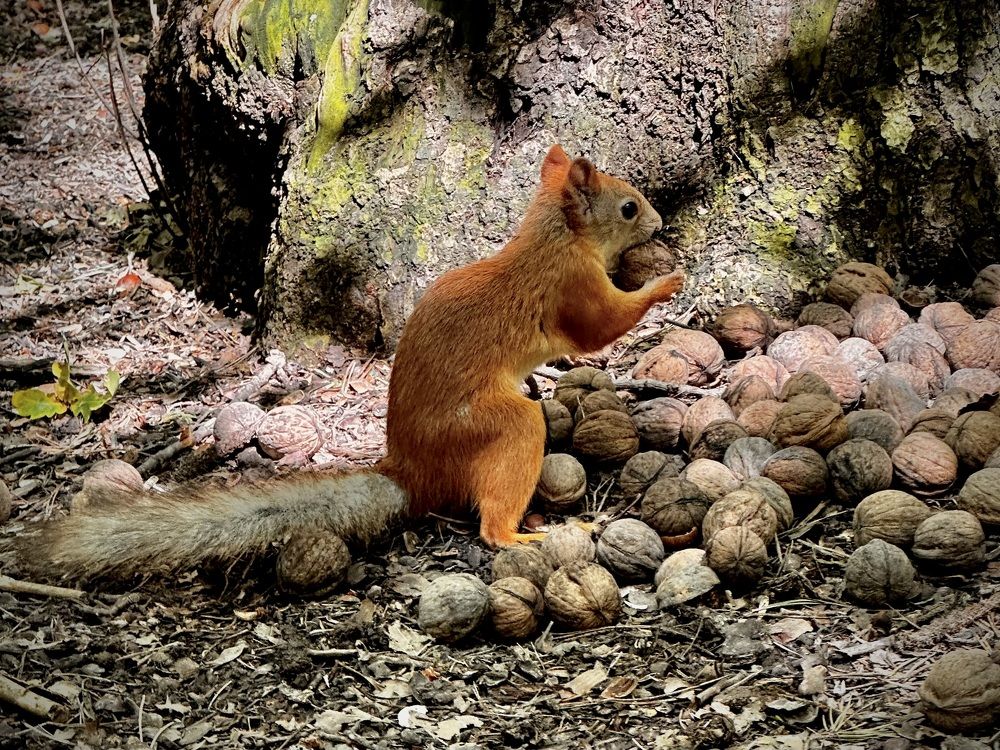 Photograph by Рина Серёгина