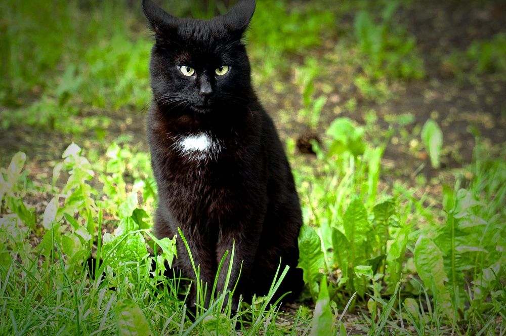 Фотография автора Николай Бологов