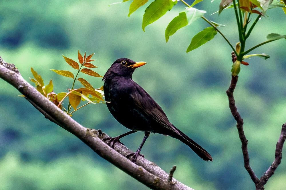 Фотография автора Николай Бологов