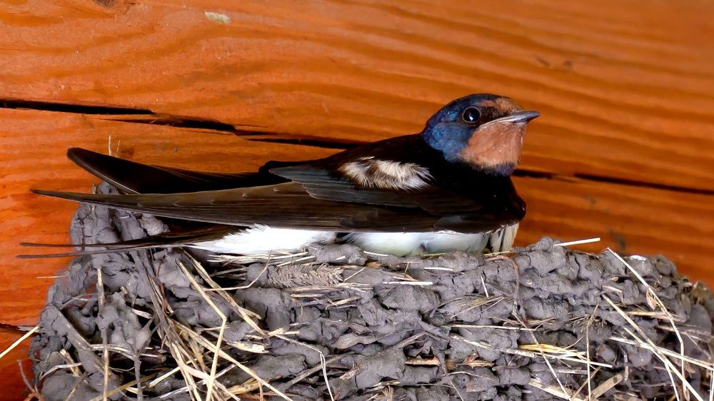 Фотография автора Николай Бологов