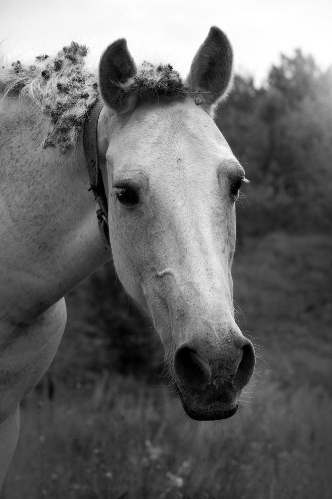 Лошадь с дредами