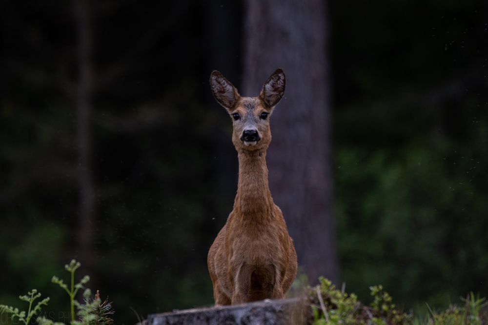 Фотография автора Arturas Orlauskas