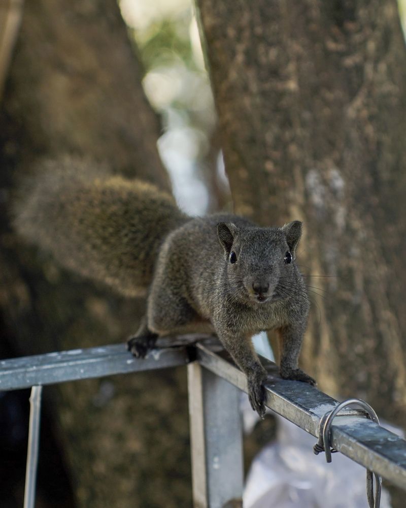 Привет, белка!