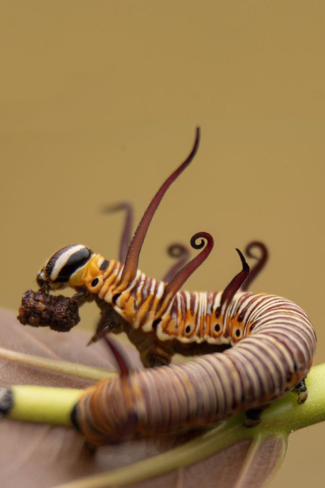 Photograph by Shehan Dondeenu