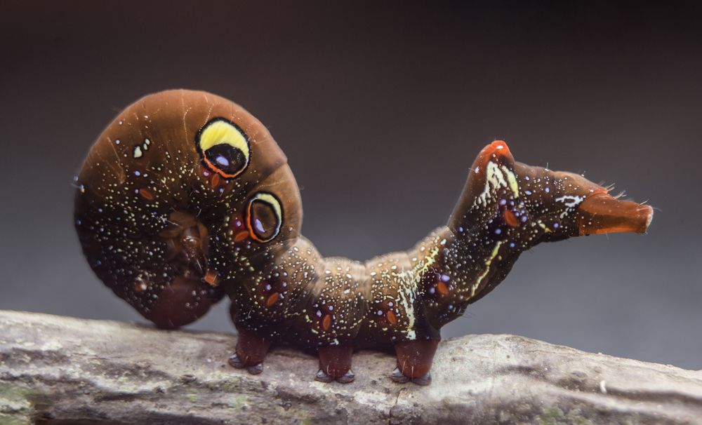 Photograph by Shehan Dondeenu