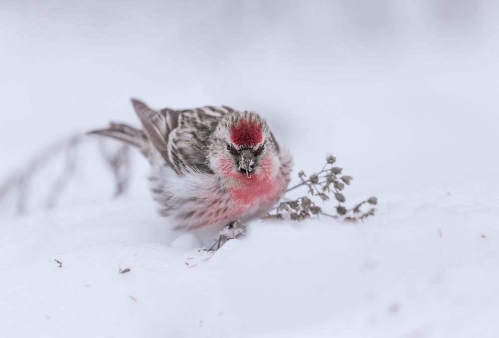 Photograph by Елена Хорохорина