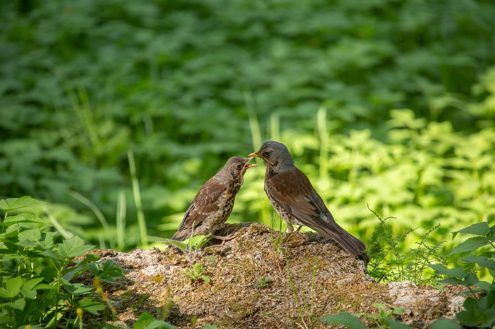 Photograph by Елена Хорохорина