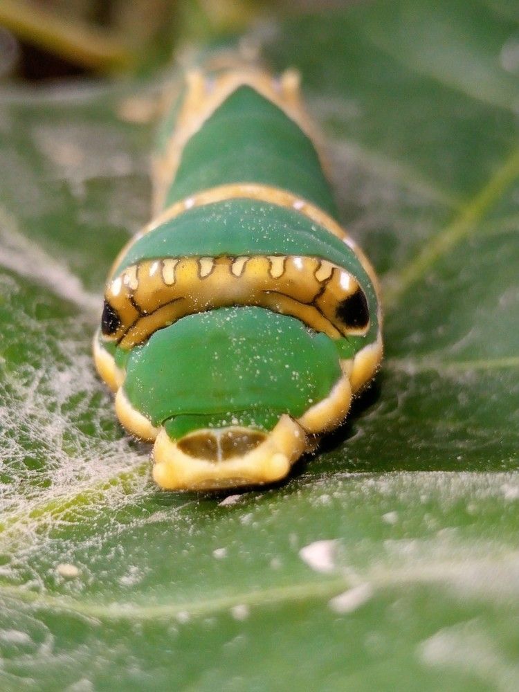 Photograph by Khairul Zamzami