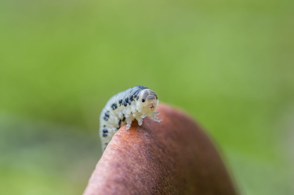 Photograph by Сергей Романченко