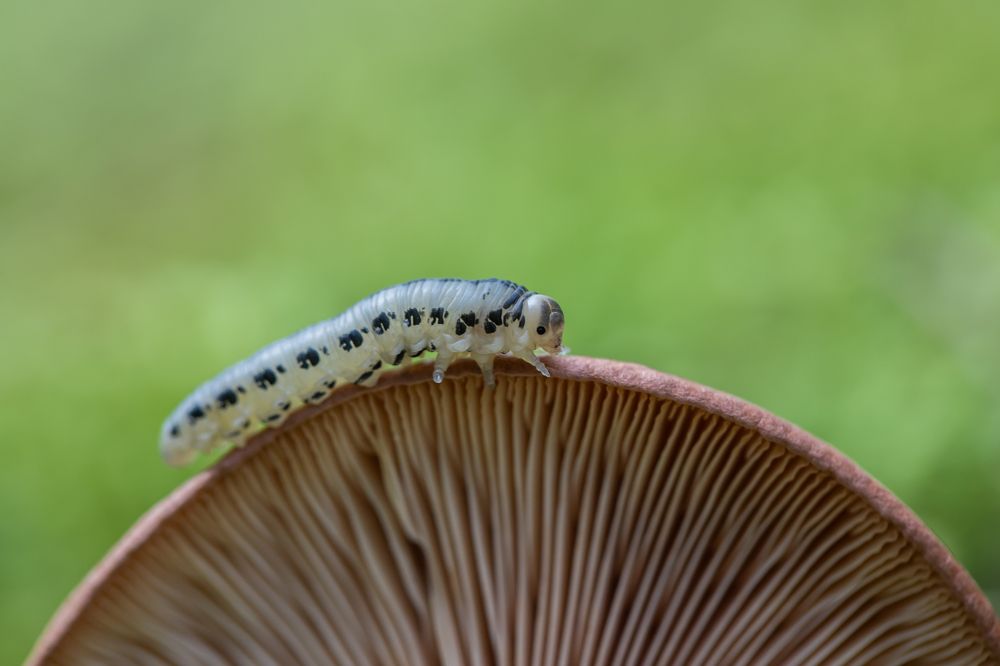 Photograph by Сергей Романченко