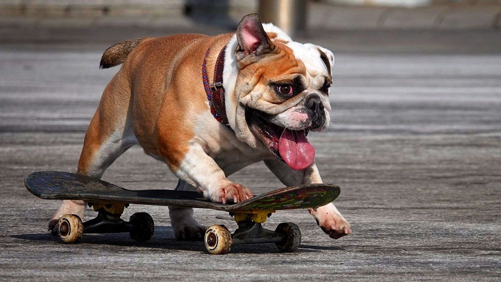 Бегать хорошо, а кататься лучше.