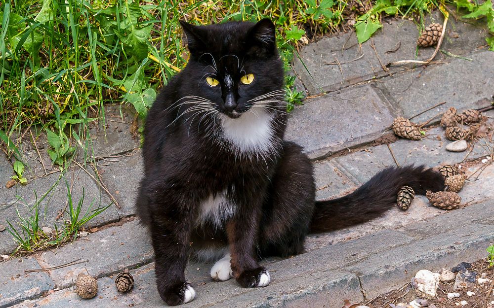 Фотография автора Николай Бологов