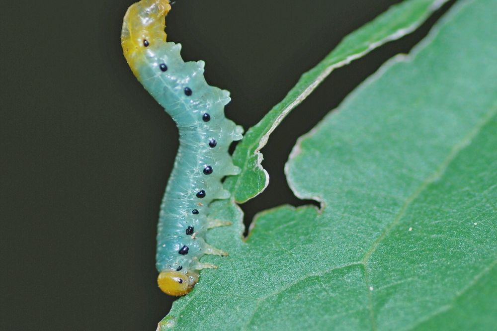 Photograph by Оксана Трофименко