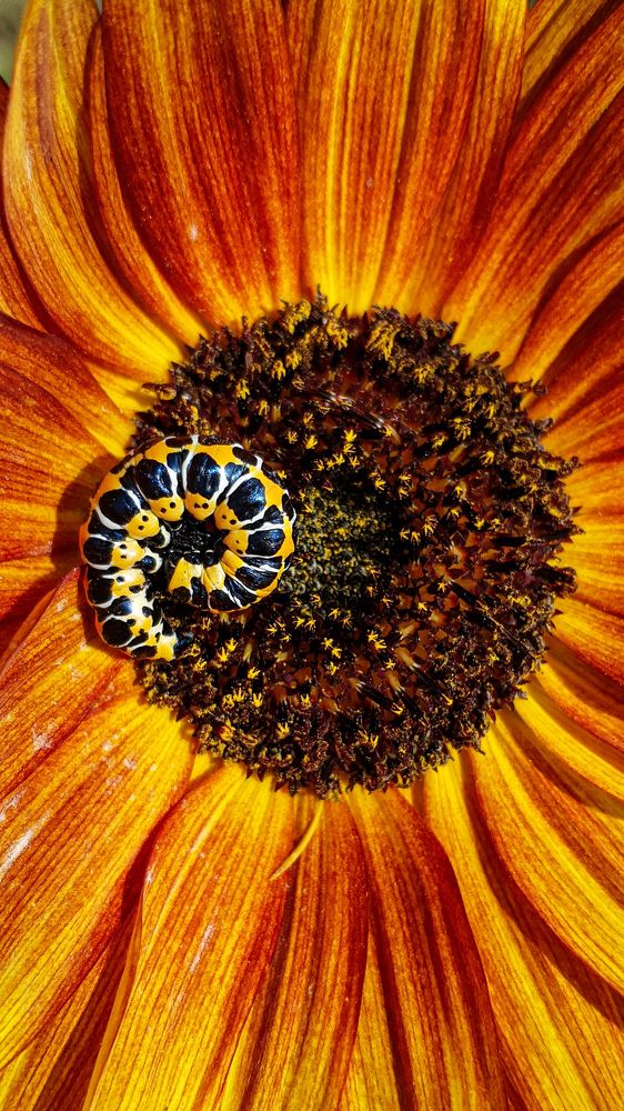 Photograph by Дарья Целуйко