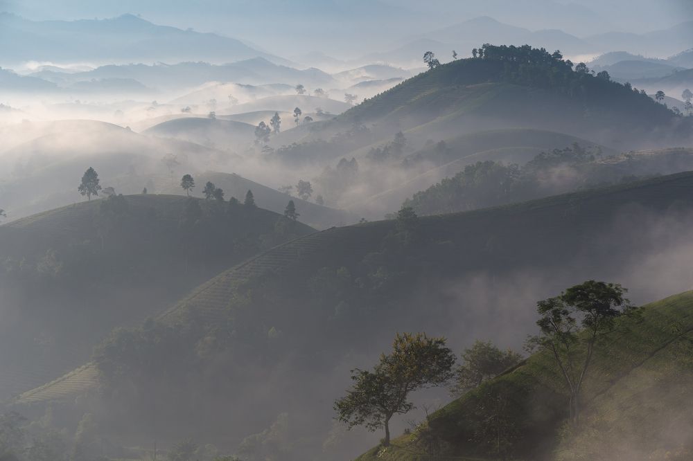 Trong làn sương sớm