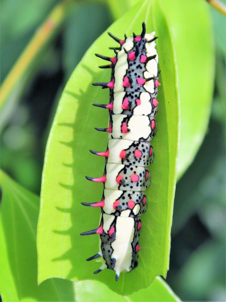 Colourful Caterpillar