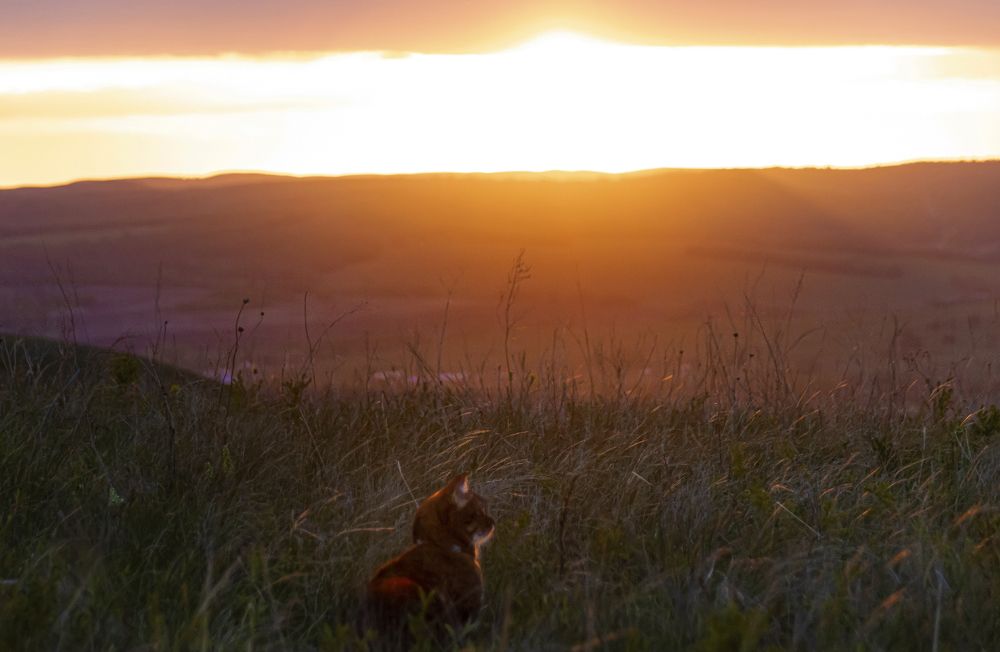 Кошка Мотя любуется закатом