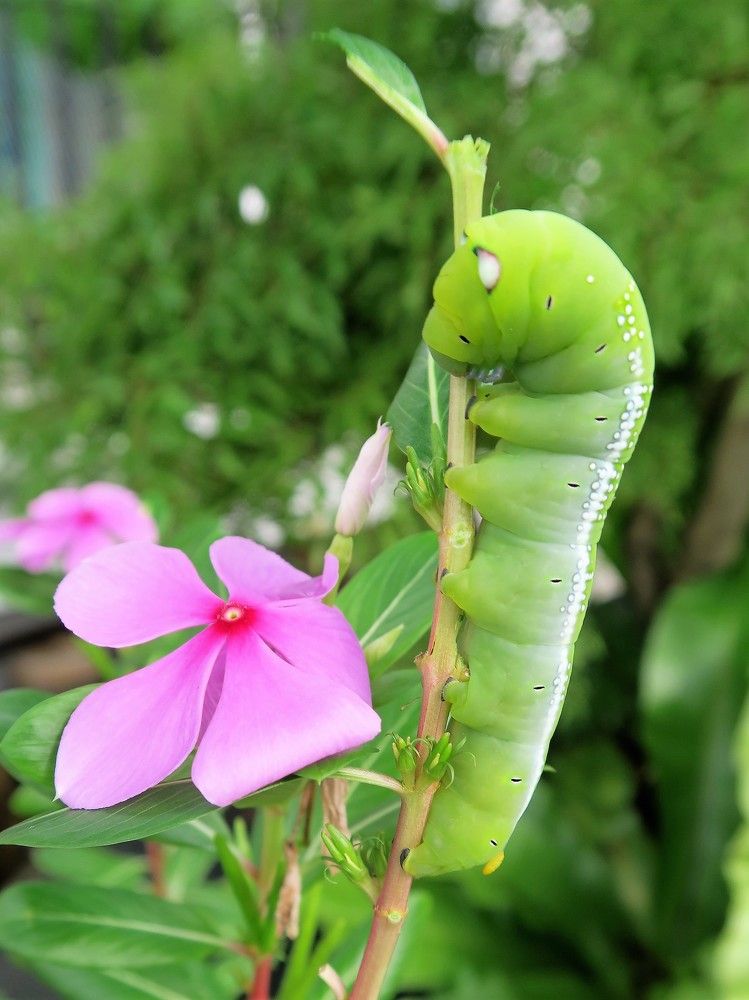 Green Caterpillar