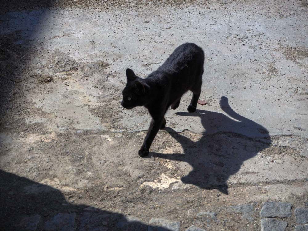 Black Cat