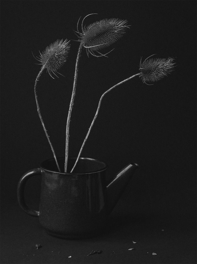 Photograph by Алиса Емельянова