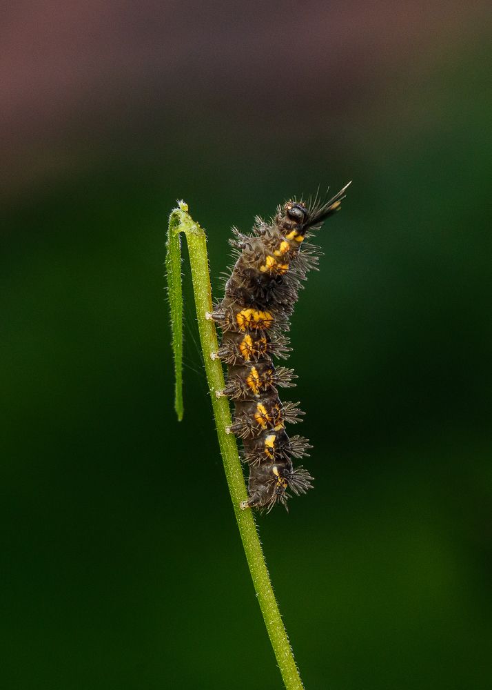 Photograph by Manjunath Acharya