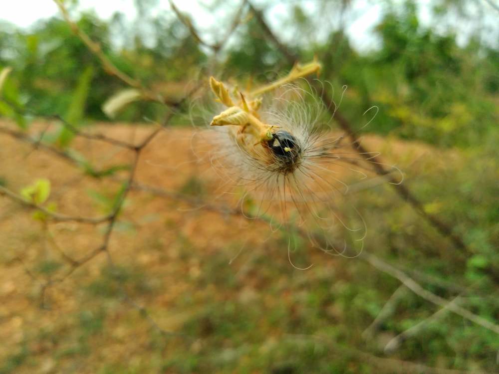 Photograph by KRISHNA CHANDRA DULE