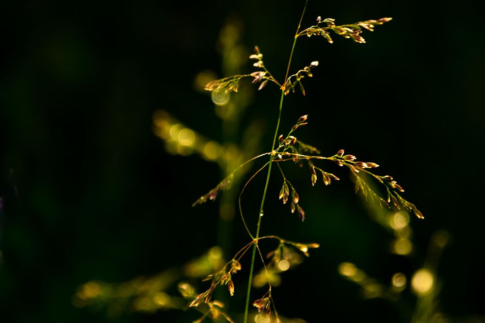Фотография автора Наталья Липовская