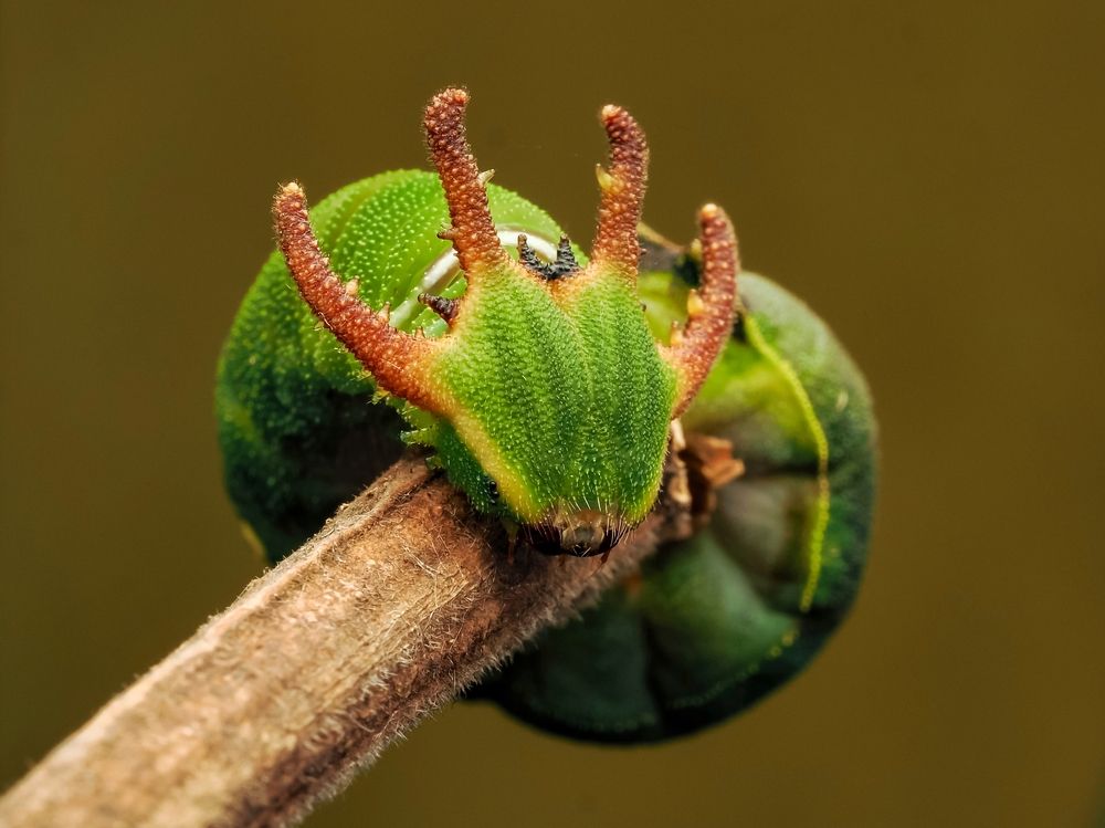 Photograph by Endra Agust