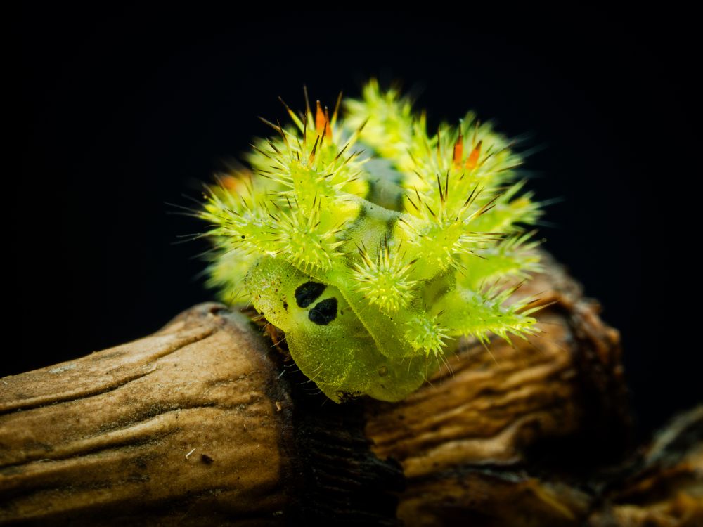 Photograph by Endra Agust