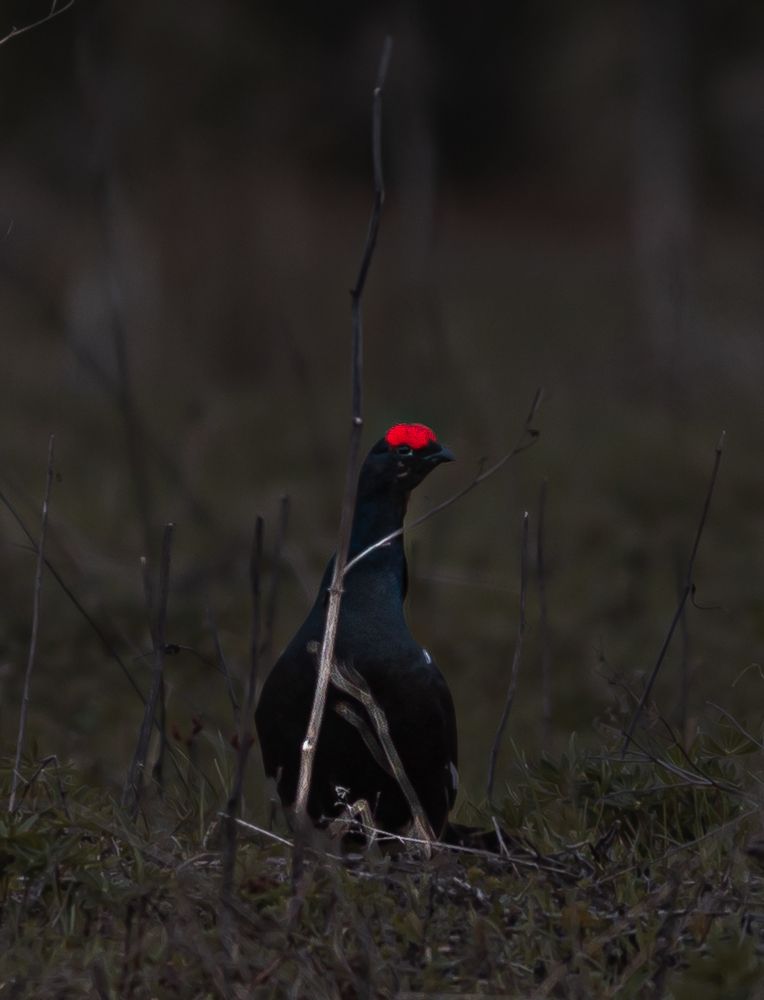 Photograph by Алексей Широбоков