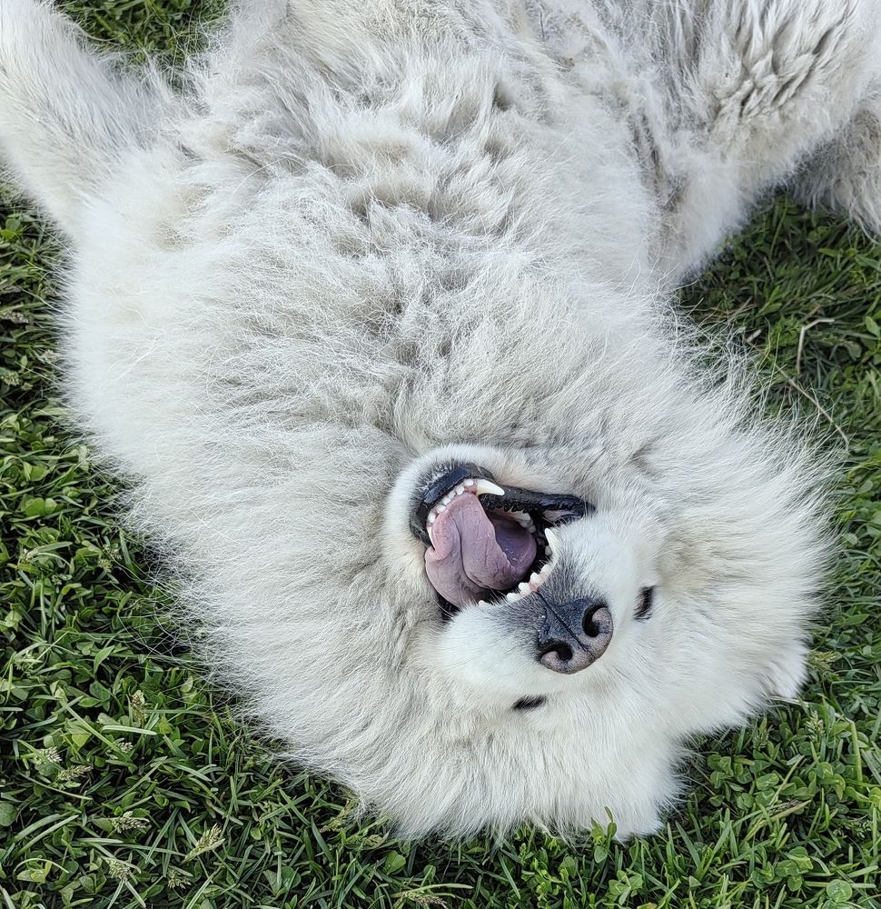 Photo #11308843