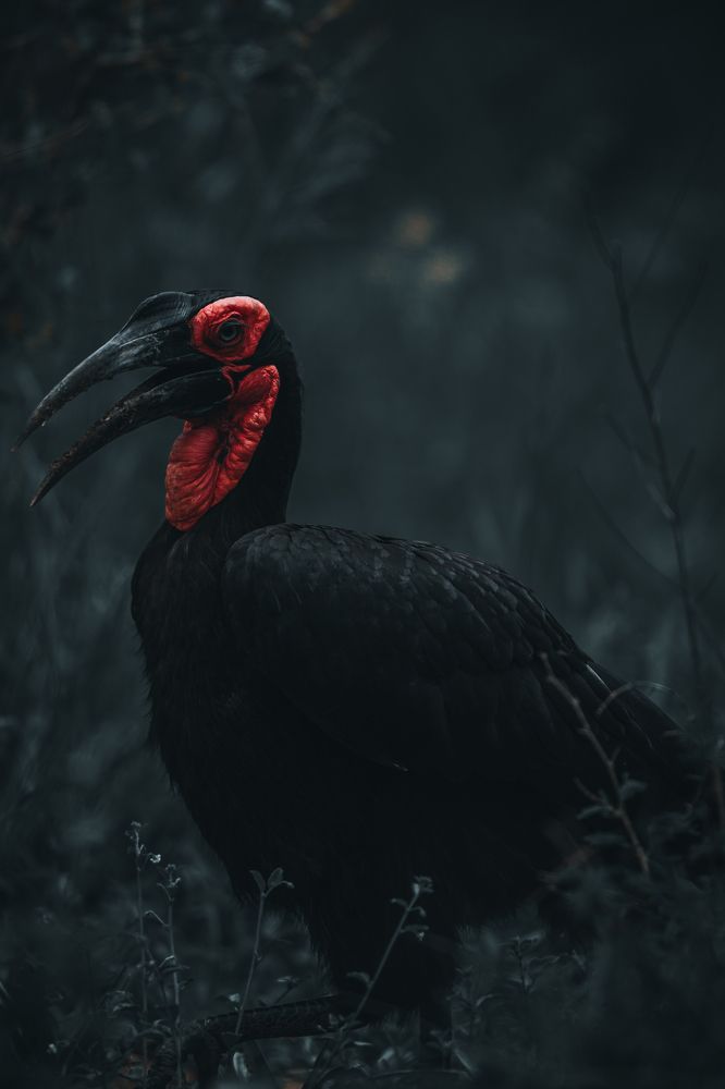 Photograph by Henri Burger