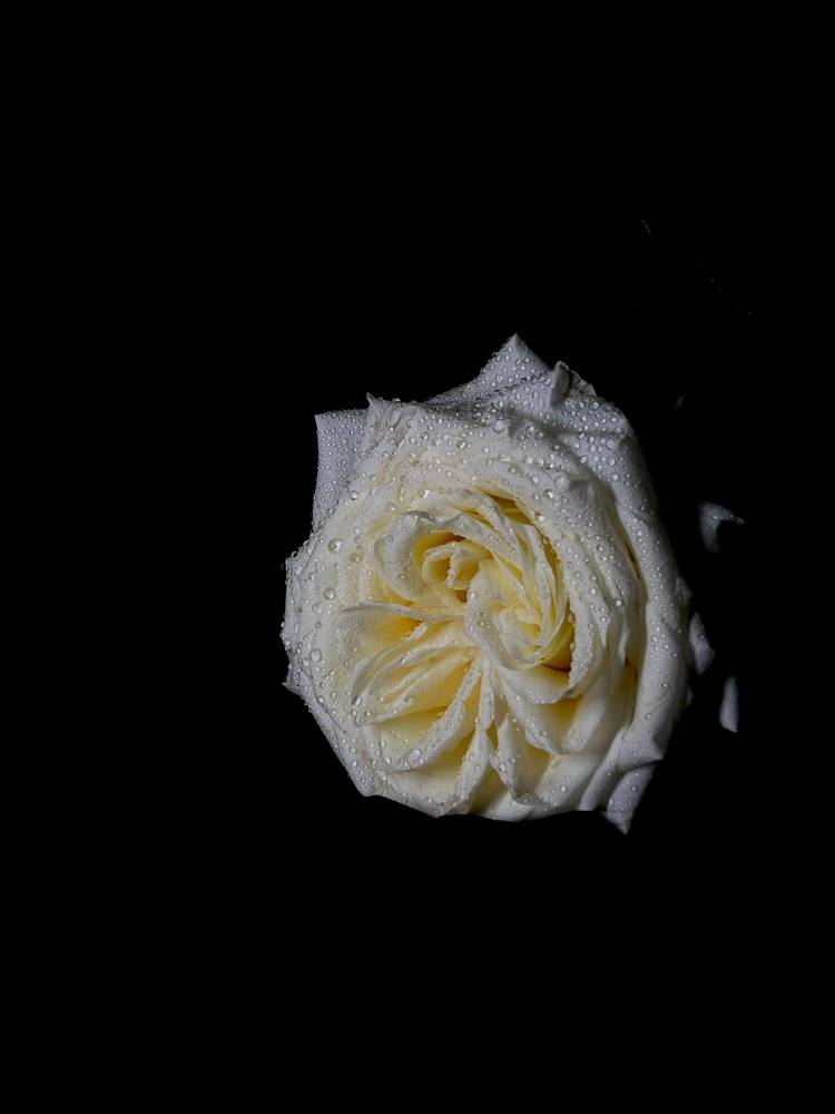 Photograph by Alina Volgina