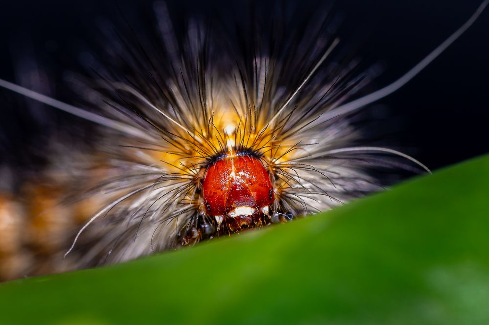 Photograph by Ovidiu-Daniel Iordache