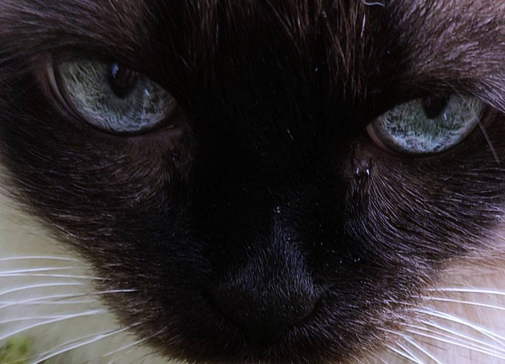 Фотография автора Елена Александрова