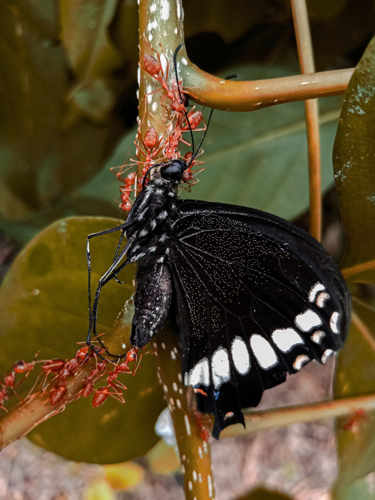 Photograph by Souvik Bhattacharyya