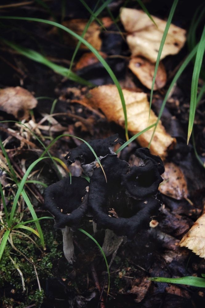 Photograph by Астафьева Анастасия