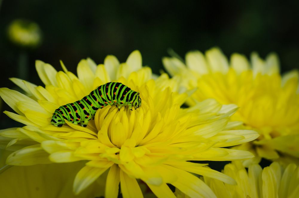 Photograph by Николай Захаров