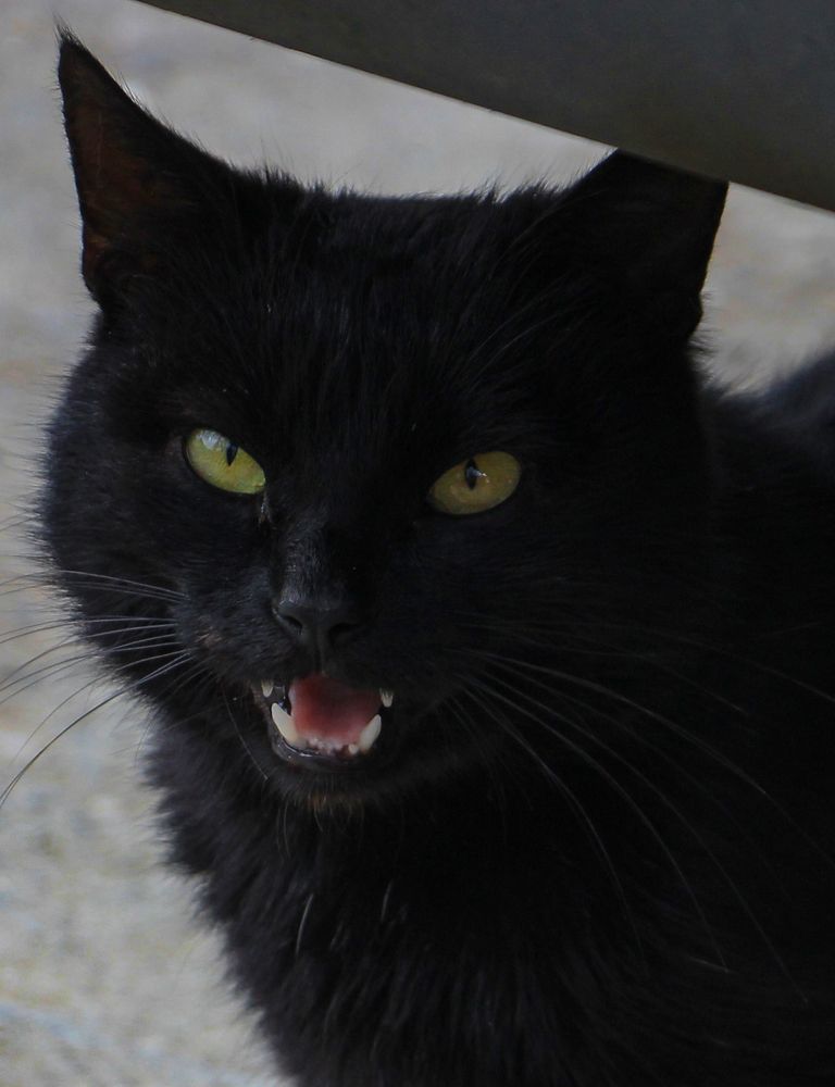 Фотография автора Татьяна Сергиенко