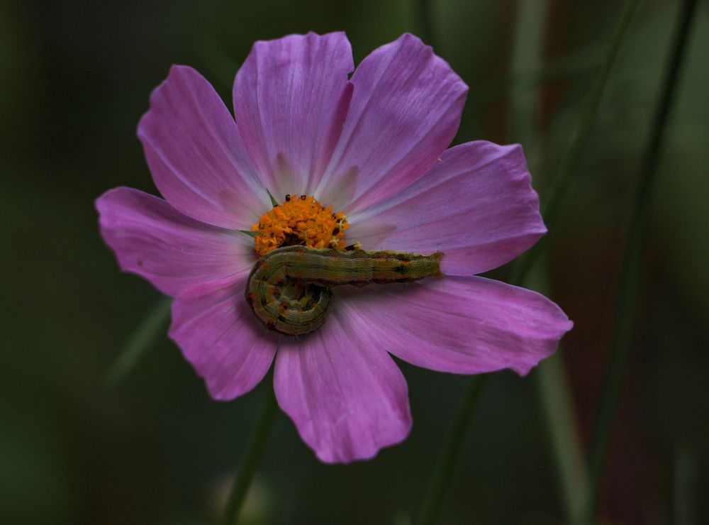 Фотография автора Татьяна Сергиенко