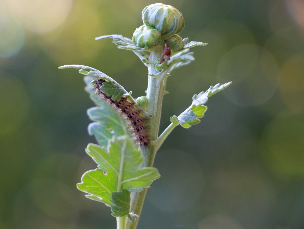 Фотография автора Татьяна Сергиенко