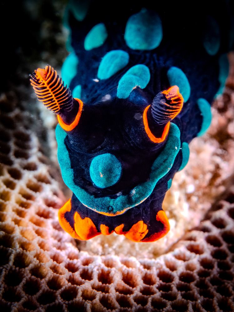 Photograph by Alexander Plakida