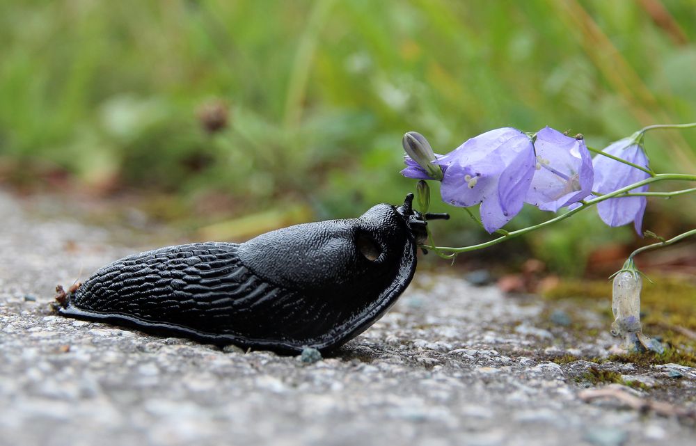 Любитель колокольчиков