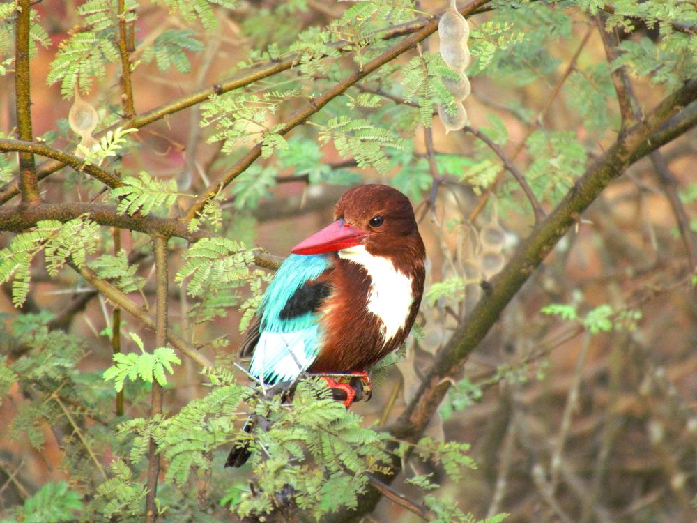 Birds found in Indian wetlands / grasslands