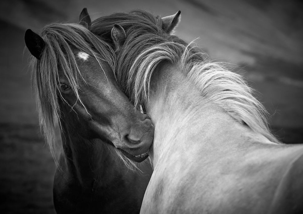 Photograph by Boris Bekelman