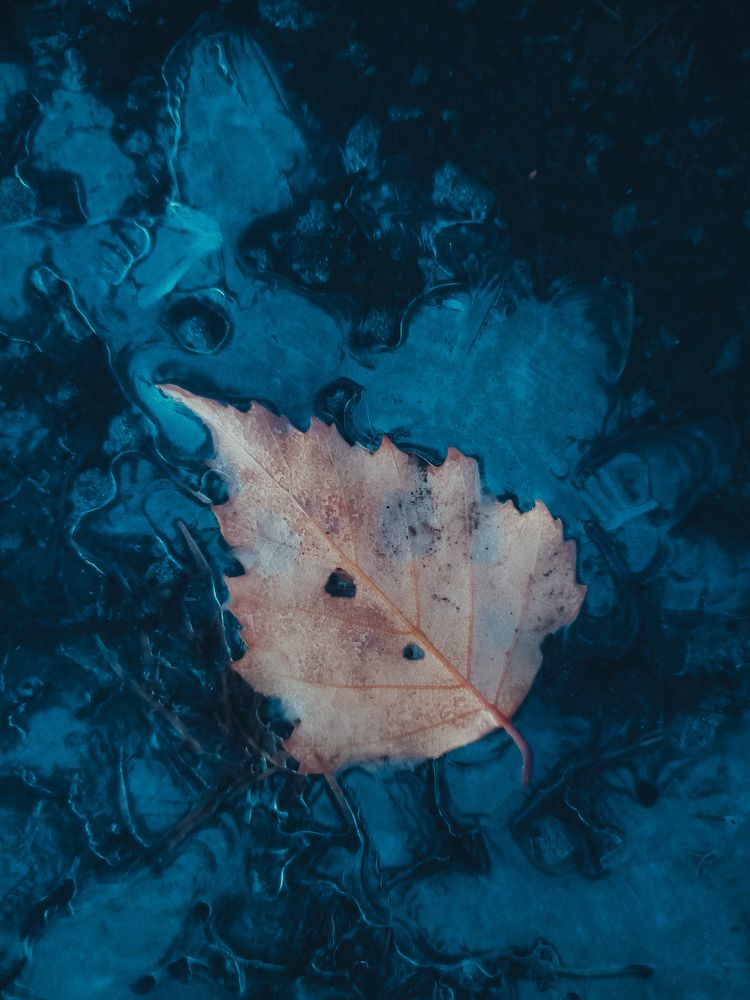 Фотография автора Татьяна Шахова