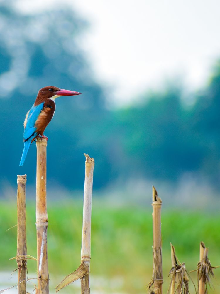 Photograph by Irene Chattopadhyay