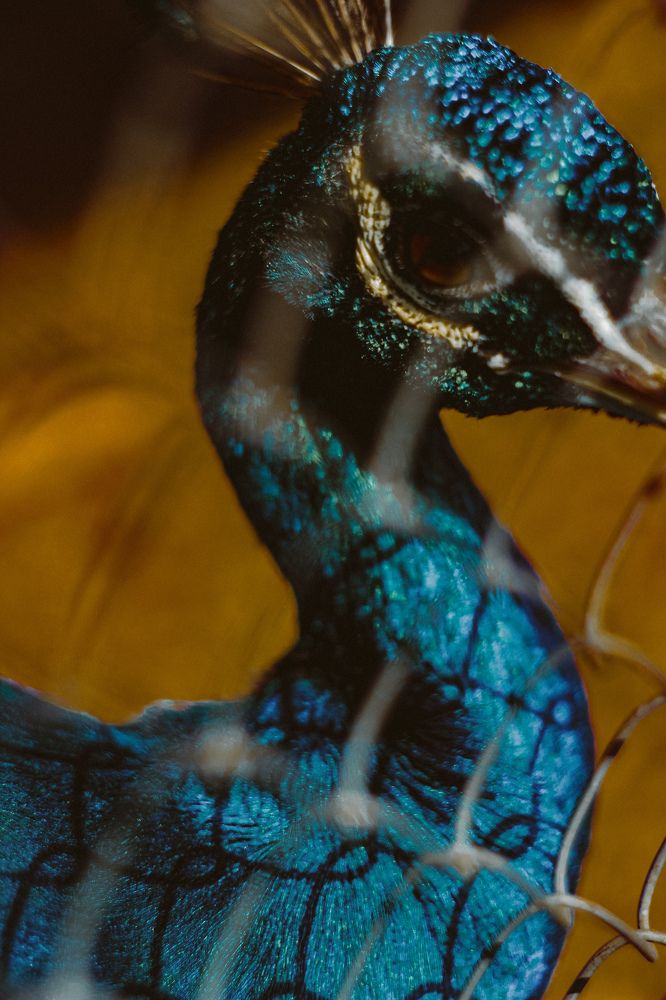 Фотография автора Алиса Исаева