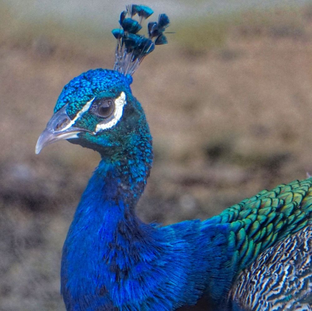 Фотография автора Washiful Majid